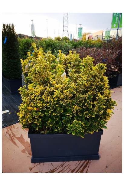 Висота бруслини японської Ауреус